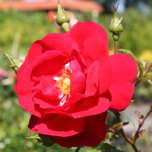 E-commerce, vendita, rose, in, vaso rose climber - rosso - Rosa Tradition 95 ® - rosa dal profumo discreto - W. Kordes’ Söhne® - ,-